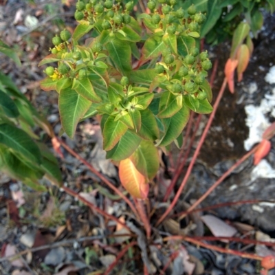 Euphorbia lathyris (Caper Spurge) at Sutton, NSW - 28 Nov 2015 by Talie