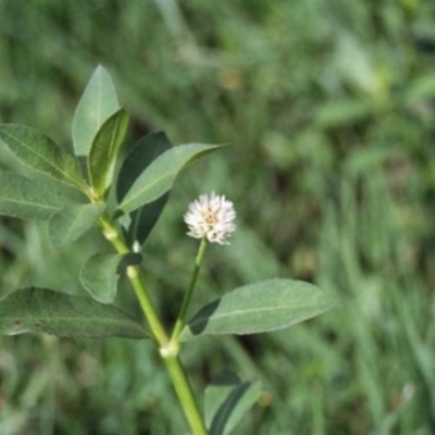 Alternanthera philoxeroides (Alligator Weed) at Monash, ACT - 27 Feb 2016 by michaelb