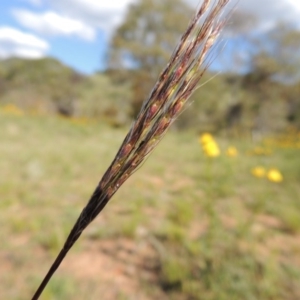 Bothriochloa macra at Conder, ACT - 23 Nov 2015