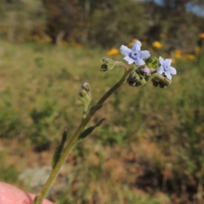 Cynoglossum australe (Australian Forget-me-not) at Conder, ACT - 23 Nov 2015 by MichaelBedingfield