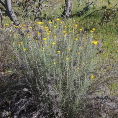 Chrysocephalum semipapposum (Clustered Everlasting) at Conder, ACT - 23 Nov 2015 by michaelb