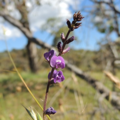 Glycine tabacina (Variable Glycine) at Conder, ACT - 23 Nov 2015 by michaelb