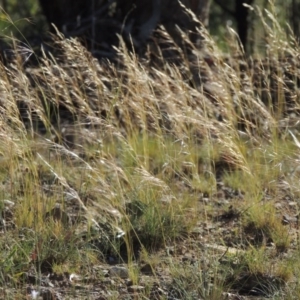 Austrostipa scabra subsp. falcata at Calwell, ACT - 23 Nov 2015