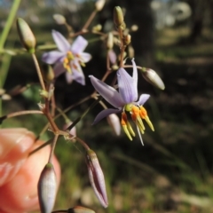 Dianella sp. aff. longifolia (Benambra) (Pale Flax Lily, Blue Flax Lily) at Calwell, ACT - 23 Nov 2015 by MichaelBedingfield