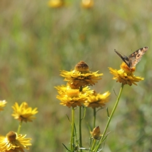 Xerochrysum viscosum at Conder, ACT - 23 Nov 2015