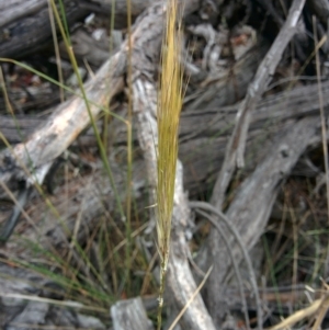 Austrostipa densiflora at Sutton, NSW - 4 Jan 2016