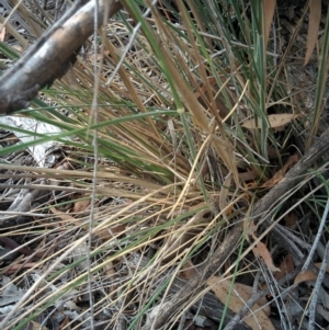 Austrostipa densiflora at Sutton, NSW - 4 Jan 2016