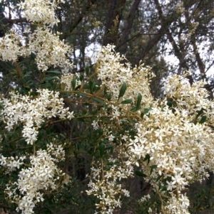 Bursaria spinosa at Sutton, NSW - 4 Jan 2016