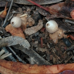 Geastrum sp. (genus) (An earthstar) at Bywong, NSW - 4 Jan 2016 by Talie