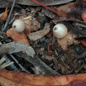 Geastrum sp. at Bywong, NSW - 4 Jan 2016 04:26 PM