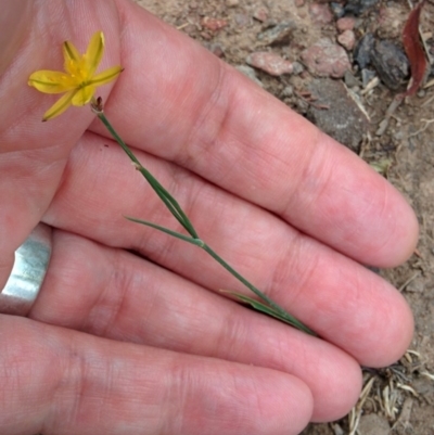 Tricoryne elatior (Yellow Rush Lily) at Sutton, NSW - 4 Jan 2016 by Talie