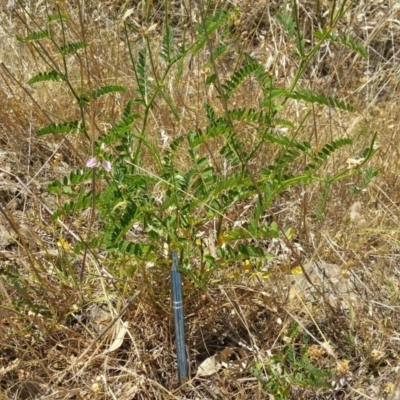 Securigera varia (Crown Vetch) at Stromlo, ACT - 13 Dec 2015 by Darren