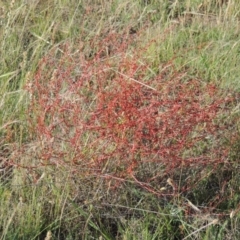 Rumex dumosus (Wiry Dock) at Pine Island to Point Hut - 26 Nov 2015 by michaelb