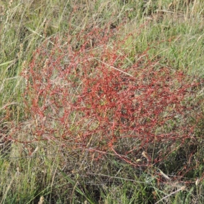 Rumex dumosus (Wiry Dock) at Barneys Hill/Mt Stranger - 26 Nov 2015 by MichaelBedingfield