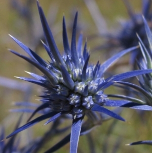 Eryngium ovinum at Macgregor, ACT - 30 Dec 2015