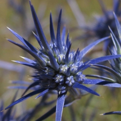 Eryngium ovinum (Blue Devil) at Macgregor, ACT - 29 Dec 2015 by pinnaCLE