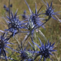 Eryngium ovinum at Macgregor, ACT - 30 Dec 2015