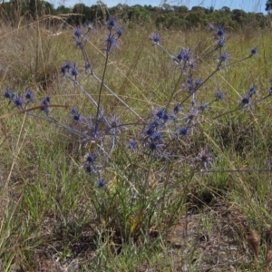 Eryngium ovinum at Macgregor, ACT - 30 Dec 2015