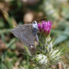 Lampides boeticus (Long-tailed Pea-blue) at Majura, ACT - 13 Oct 2015 by SuziBond