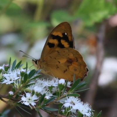 Heteronympha solandri (Solander's Brown) at Uriarra, ACT - 29 Dec 2015 by SuziBond