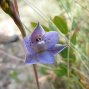 Thelymitra simulata at Mount Clear, ACT - 10 Nov 2015