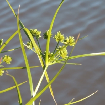 Cyperus eragrostis (Umbrella Sedge) at Bonython, ACT - 26 Nov 2015 by michaelb