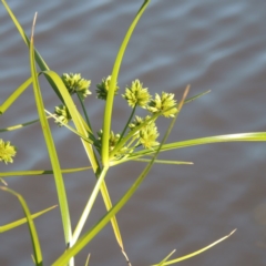 Cyperus eragrostis at Bonython, ACT - 26 Nov 2015