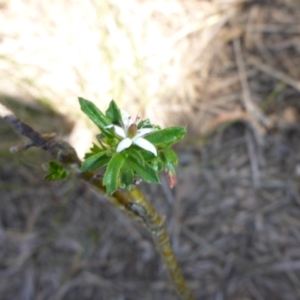 Rhytidosporum procumbens at Mount Fairy, NSW - 25 Oct 2015