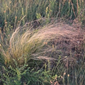 Nassella trichotoma at Bonython, ACT - 26 Nov 2015