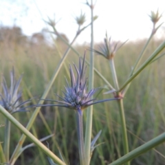 Eryngium ovinum (Blue Devil) at Bonython, ACT - 26 Nov 2015 by MichaelBedingfield