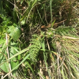 Oreomyrrhis eriopoda at Mount Clear, ACT - 6 Jan 2016