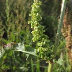 Rumex crispus (Curled Dock) at Paddys River, ACT - 1 Dec 2015 by MichaelBedingfield