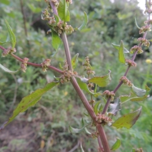 Rumex conglomeratus at Paddys River, ACT - 1 Dec 2015