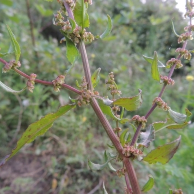 Rumex conglomeratus (Clustered Dock) at Paddys River, ACT - 1 Dec 2015 by michaelb