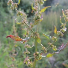 Rumex conglomeratus at Paddys River, ACT - 1 Dec 2015