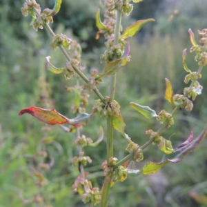 Rumex conglomeratus at Paddys River, ACT - 1 Dec 2015