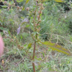 Rumex conglomeratus at Paddys River, ACT - 1 Dec 2015