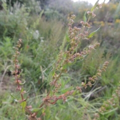 Rumex conglomeratus at Paddys River, ACT - 1 Dec 2015