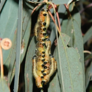 Perginae sp. (subfamily) at Fadden, ACT - 4 Jan 2016