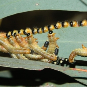 Perginae sp. (subfamily) at Fadden, ACT - 4 Jan 2016 07:49 PM