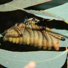 Perginae sp. (subfamily) at Fadden, ACT - 4 Jan 2016 07:49 PM