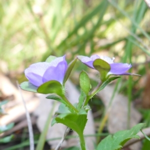 Veronica calycina at Mount Fairy, NSW - 25 Oct 2015 12:09 PM