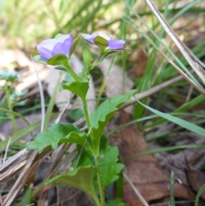 Veronica calycina at Mount Fairy, NSW - 25 Oct 2015 12:09 PM