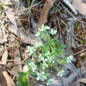 Poranthera microphylla at Mount Fairy, NSW - 25 Oct 2015 10:36 AM