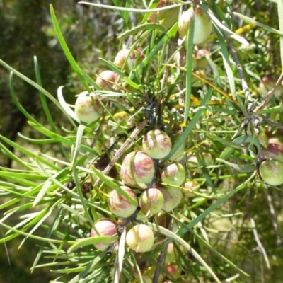 Persoonia linearis (Narrow-leaved Geebung) at Mount Fairy, NSW - 25 Oct 2015 by JanetRussell