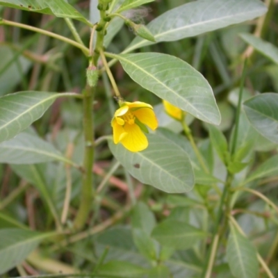 Ludwigia peploides subsp. montevidensis (Water Primrose) at Hackett, ACT - 5 Jan 2016 by waltraud