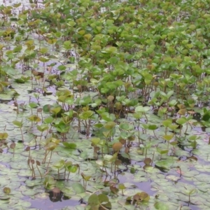 Marsilea mutica at Hackett, ACT - suppressed