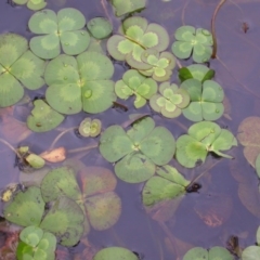 Marsilea mutica at Hackett, ACT - suppressed