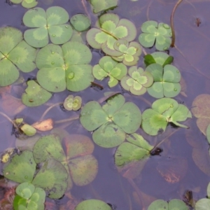 Marsilea mutica at Hackett, ACT - suppressed