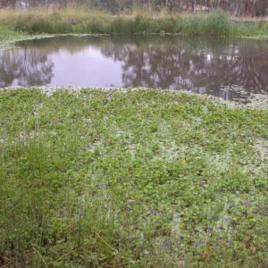 Marsilea mutica at Hackett, ACT - 6 Jan 2016